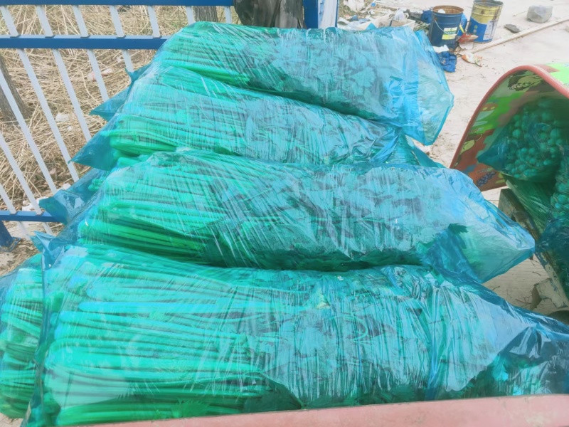 玻璃翠西芹陆地大棚精细种植品质保证代发全国