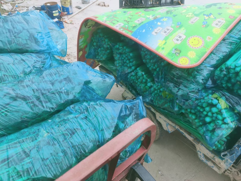 玻璃翠西芹陆地大棚精细种植品质保证代发全国