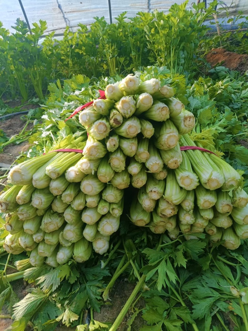 玻璃翠西芹陆地大棚精细种植品质保证代发全国