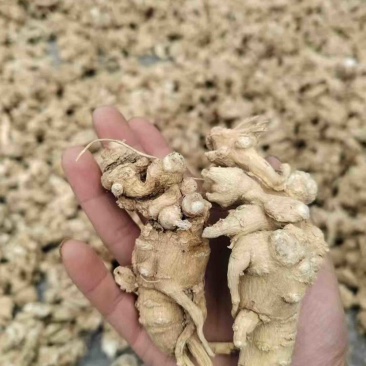 竹节参直播一件代发