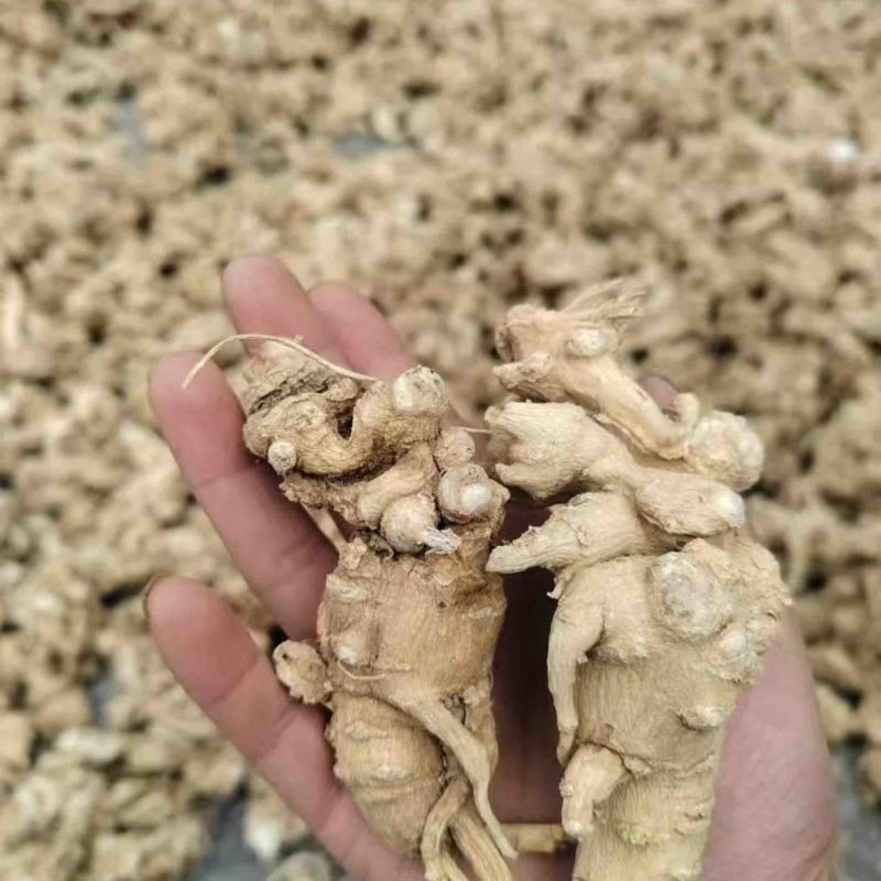 竹节参直播一件代发