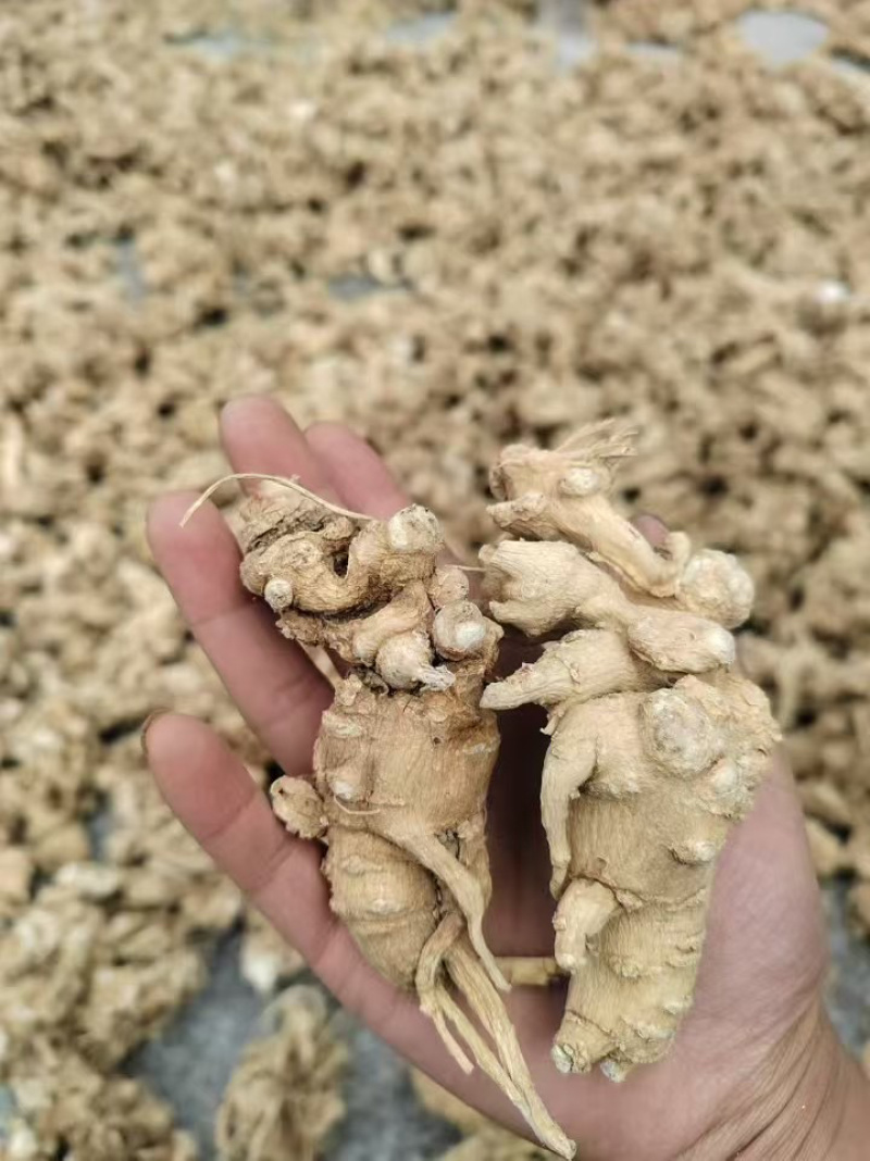 竹节参直播一件代发
