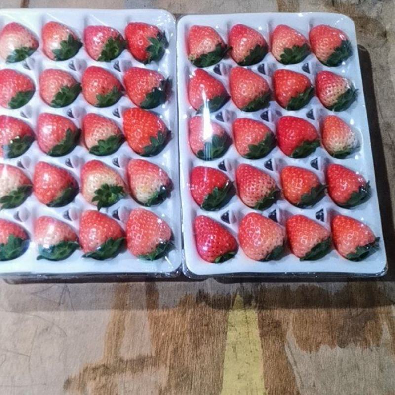 产区宁玉妙香草莓开始大量上市草莓个大味甜欢迎老板前来