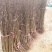 荷兰香蜜杏树苗珍珠油杏树苗品种纯