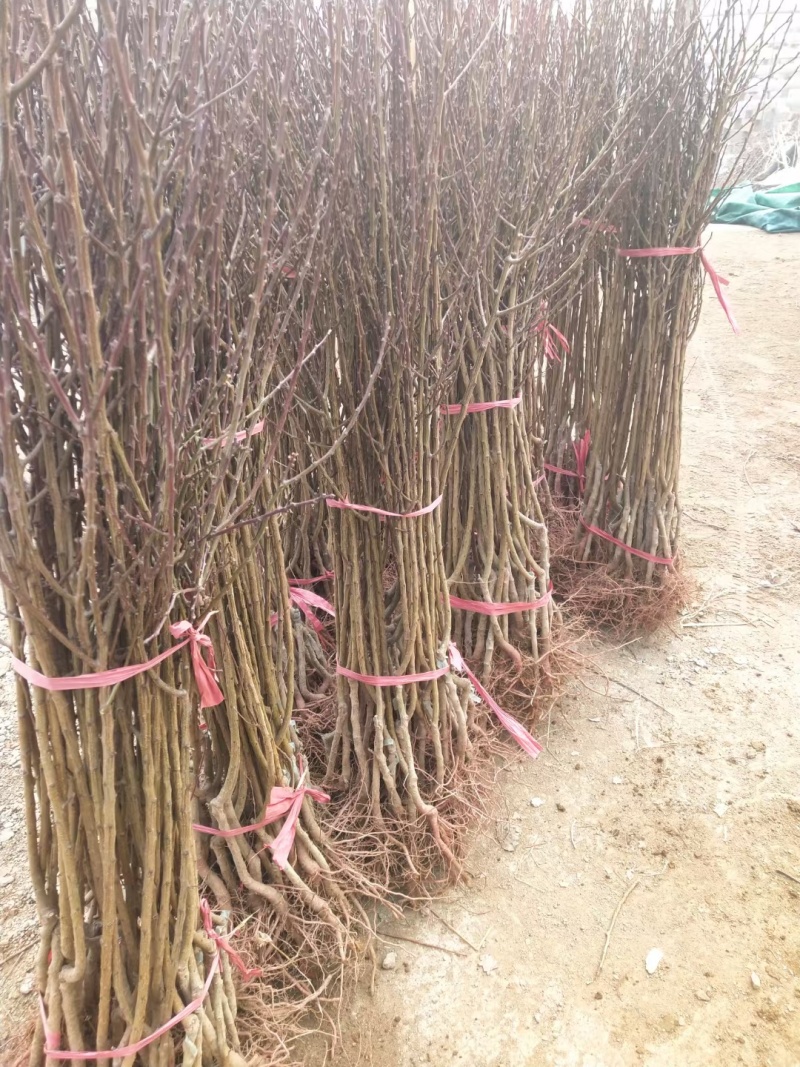 荷兰香蜜杏树苗珍珠油杏树苗品种纯