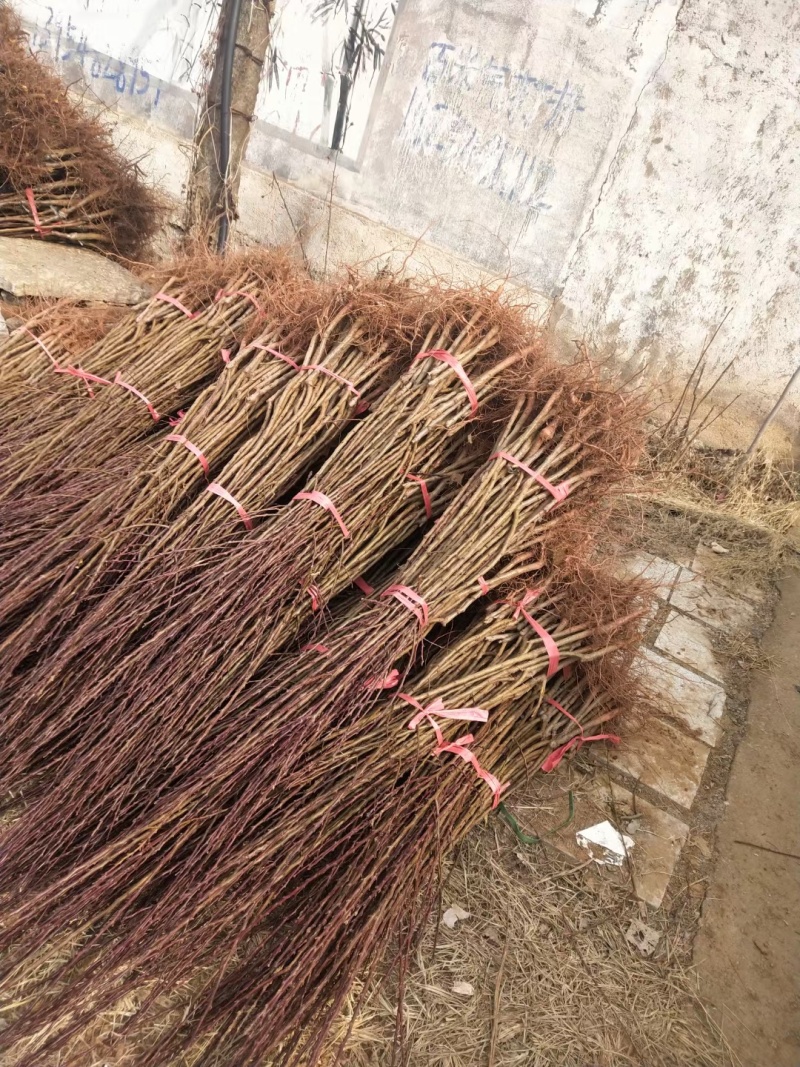 荷兰香蜜杏树苗珍珠油杏树苗品种纯