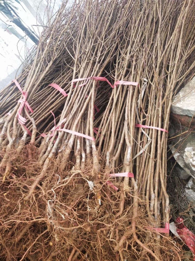 荷兰香蜜杏树苗珍珠油杏树苗品种纯
