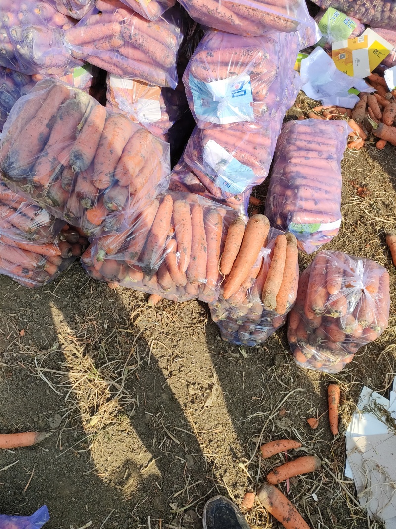 红萝卜，胡萝卜，三红萝卜，