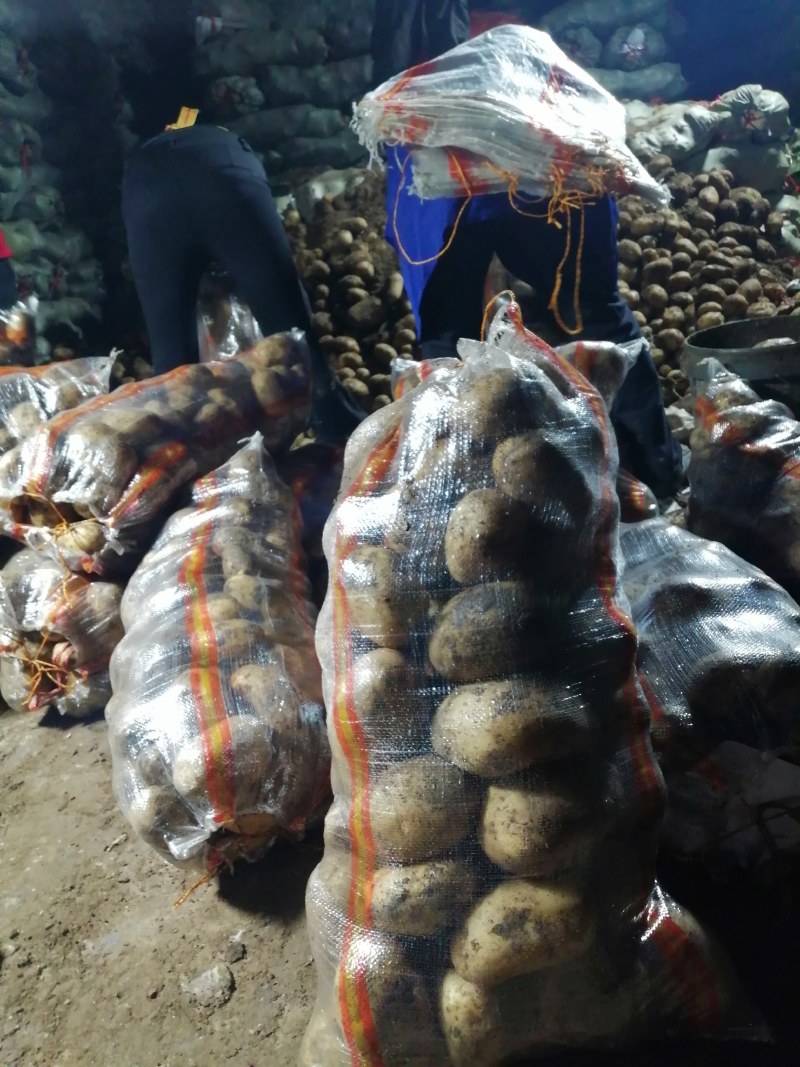 河北省沽源县大量供应黄皮黄心各品种土豆