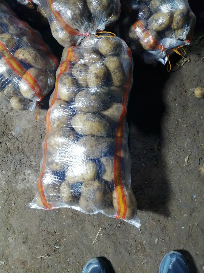 河北省沽源县大量供应黄皮黄心各品种土豆