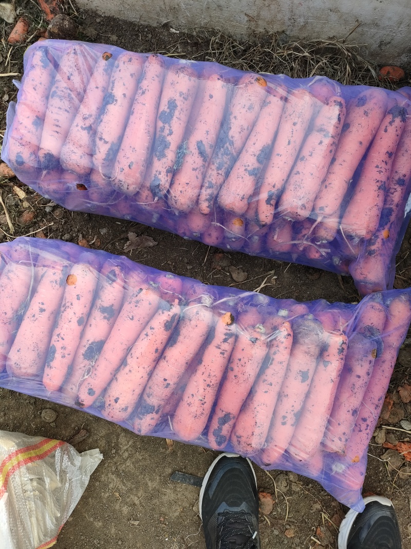 红萝卜，三红萝卜，支持各种包装，诚信经营