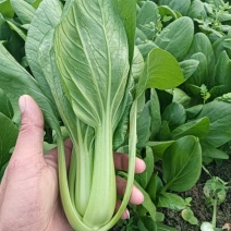 上海青，小油菜，精品货，通货，长年供应。超市，平台，市场