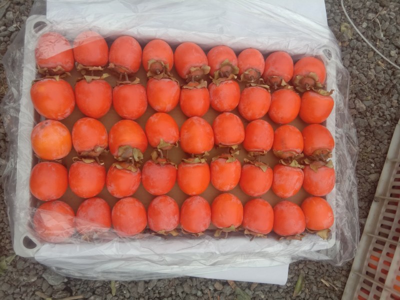 河南灵宝万亩吊红小蜜柿大量上市供应各大市场，商超全国发货