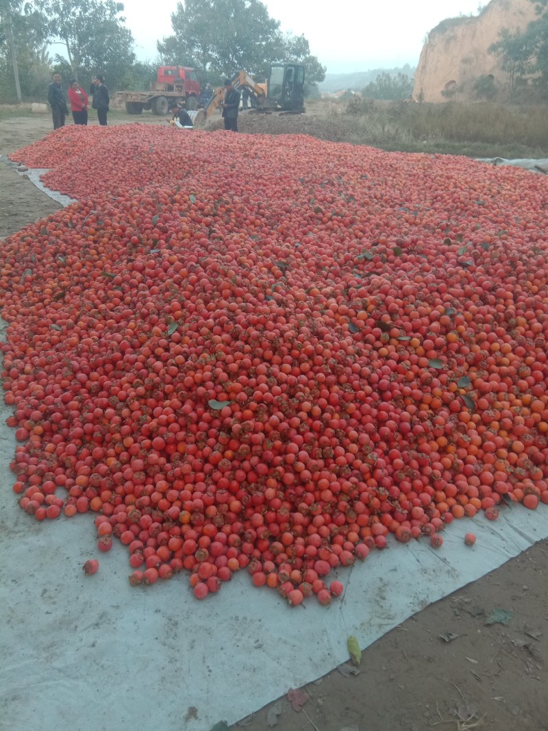 河南灵宝万亩吊红小蜜柿大量上市供应各大市场，商超全国发货