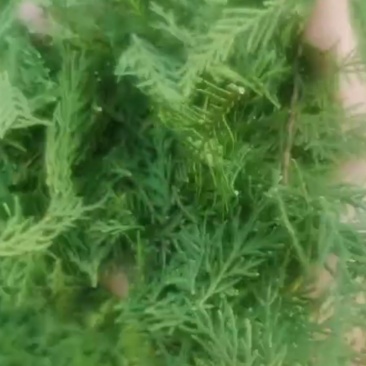 侧柏叶手采