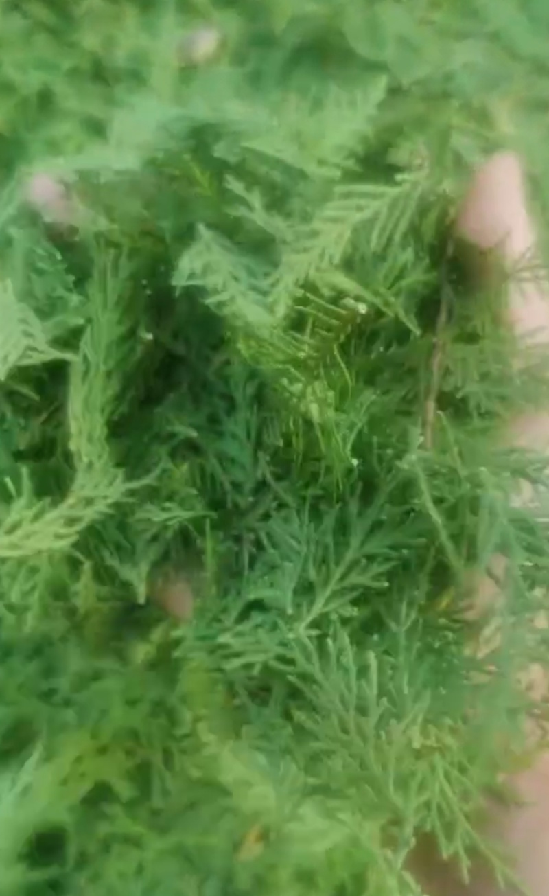 侧柏叶手采