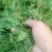 侧柏叶手采