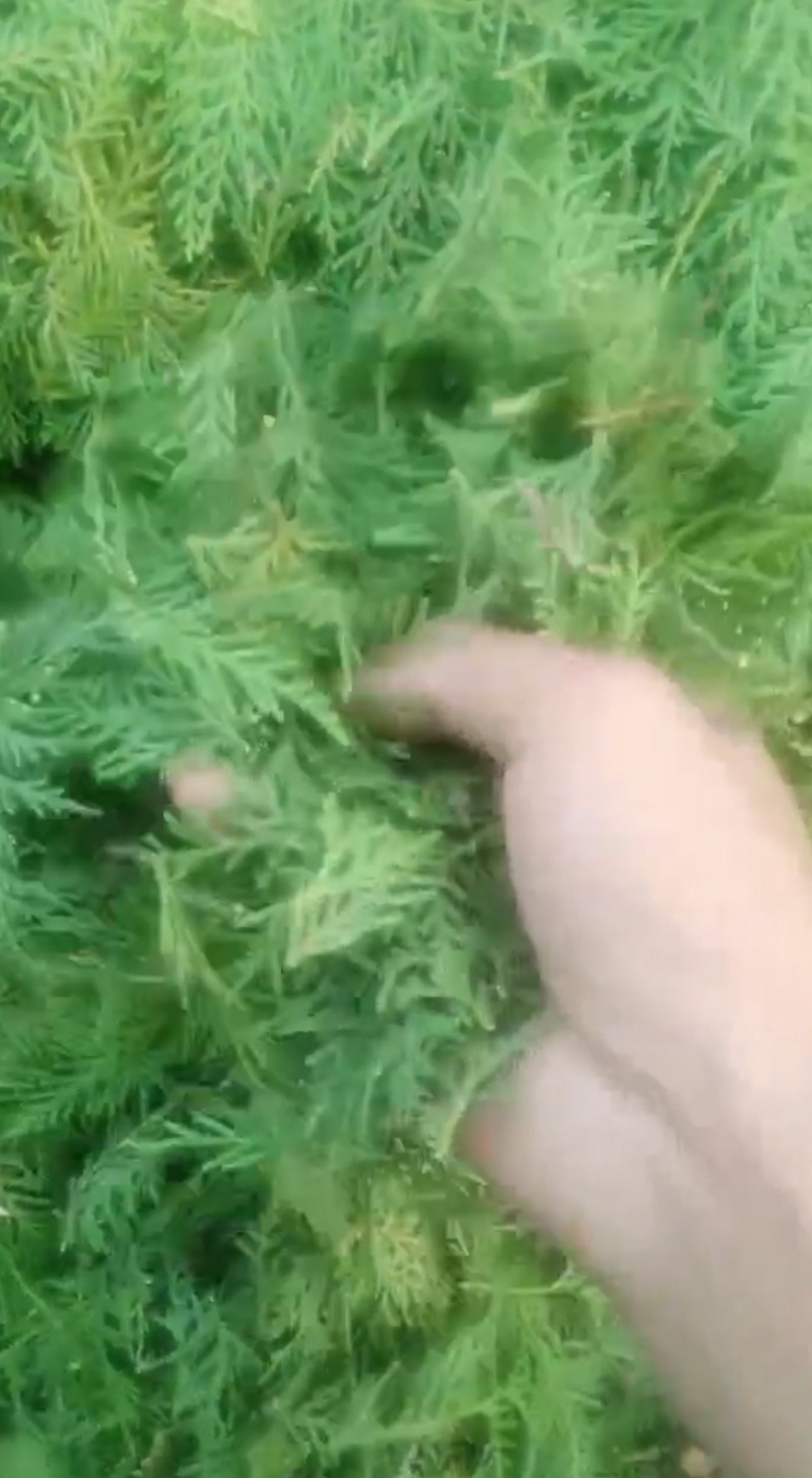 侧柏叶手采