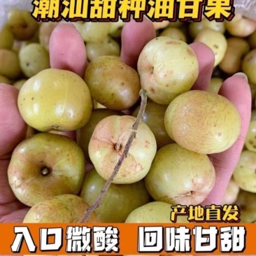 丙甜油甘榨汁生吃煲汤都很棒
