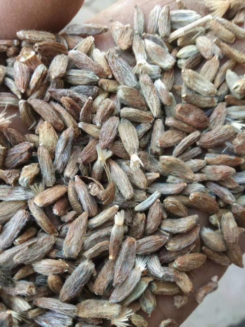 白术种子