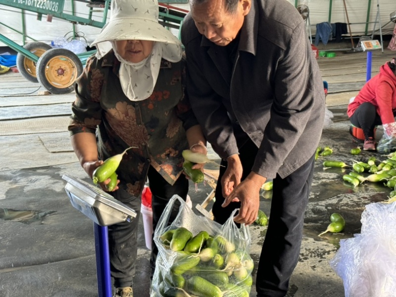 毛集萝卜基地，万亩萝卜基地，安徽淮南凤台县原产地