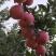 【辽宁苹果】绥中县寒富苹果/对接全国商超一件批发大甩卖