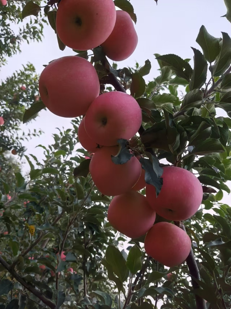【辽宁苹果】绥中县寒富苹果/对接全国商超一件批发大甩卖