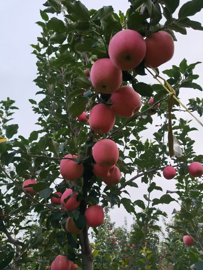 【辽宁苹果】绥中县寒富苹果/对接全国商超一件批发大甩卖