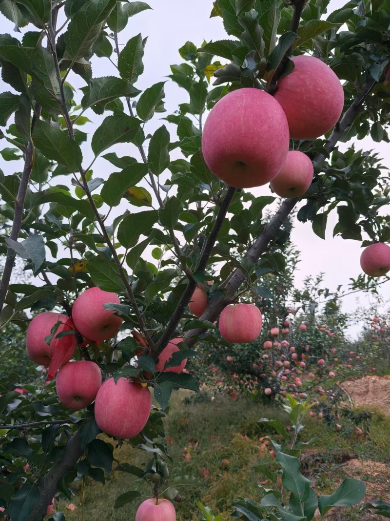 【辽宁苹果】绥中县寒富苹果/对接全国商超一件批发大甩卖