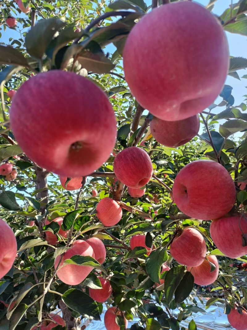 【辽宁苹果】绥中县寒富苹果/对接全国商超一件批发大甩卖