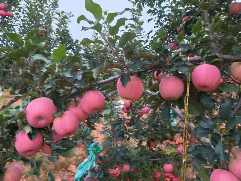 【辽宁苹果】绥中县寒富苹果/对接全国商超一件批发大甩卖