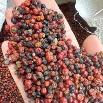 茜草种当年新采干货纯野生包品种包发芽四季播种用种籽籽草