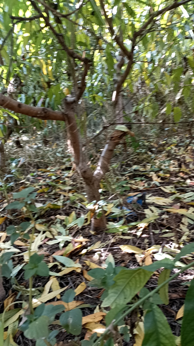 大量出售四千棵桃树