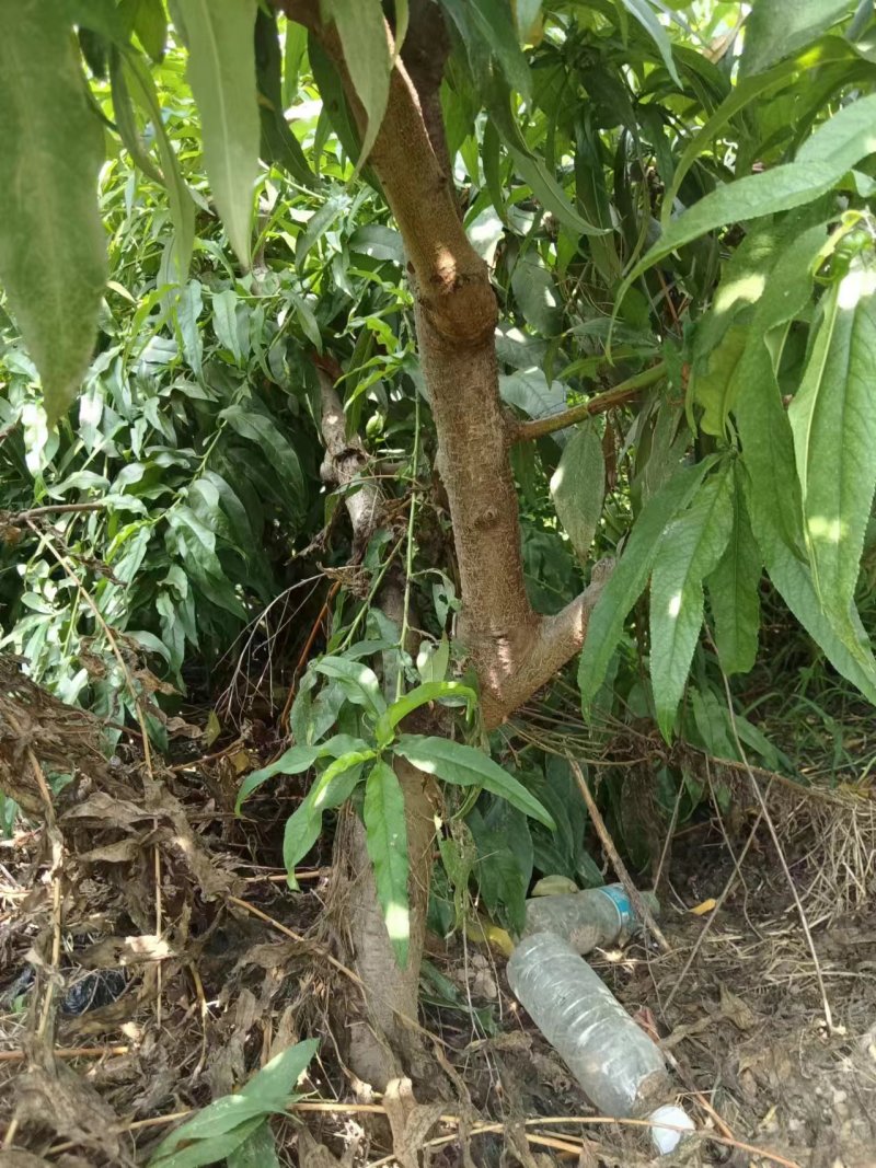 大量出售四千棵桃树