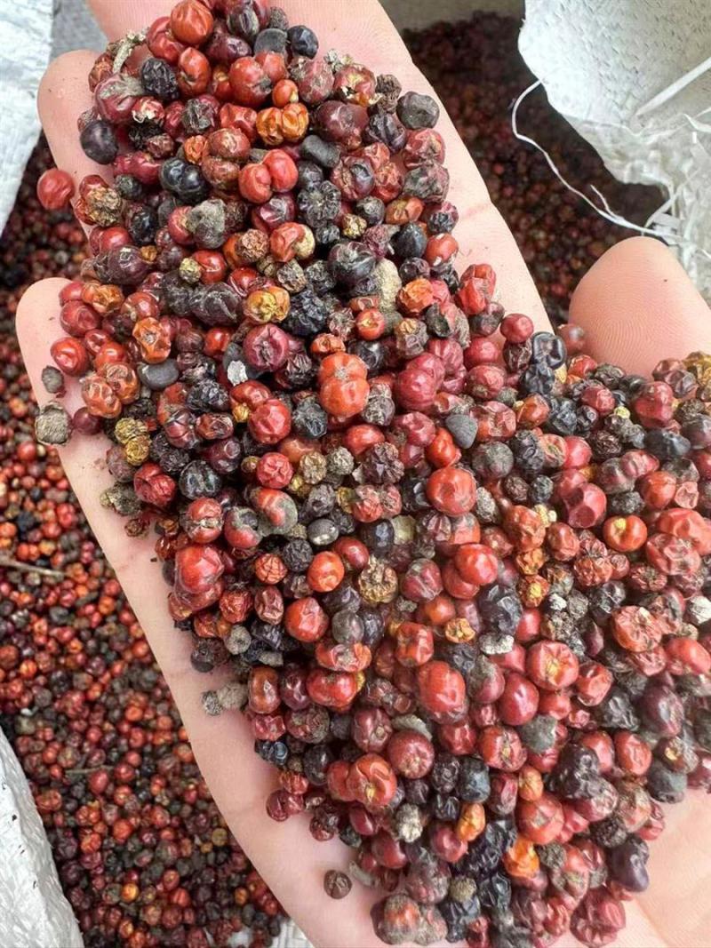 茜草种当年新采干货纯野生包品种包发芽四季播种用种籽籽草