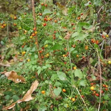 茜草种果实纯野生当年新采干货四季播种包品种