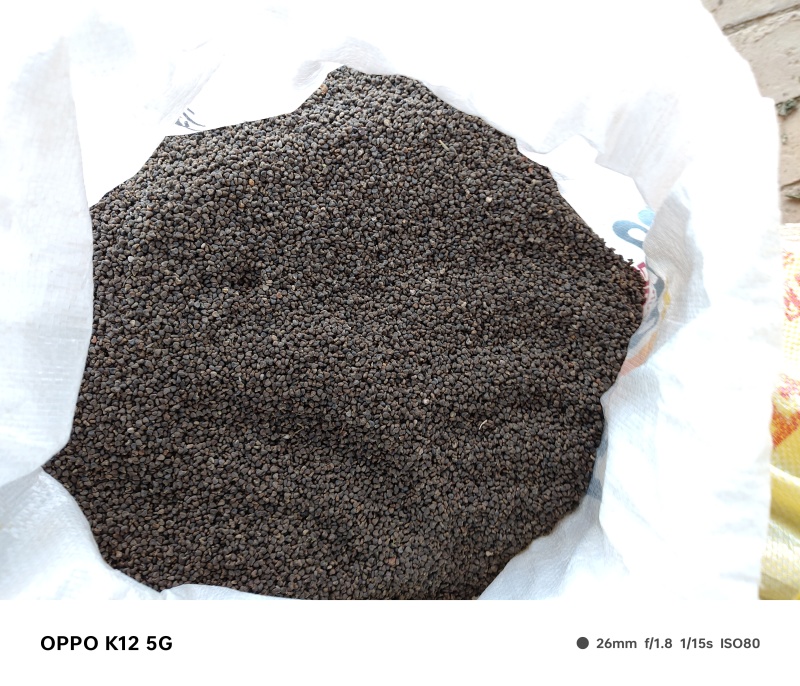 冬葵子，茼麻籽新货，过风筛，色选干净