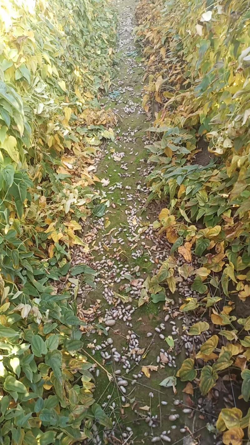 编号武41万吨小白嘴白山药豆基地供应！{陌武专属}
