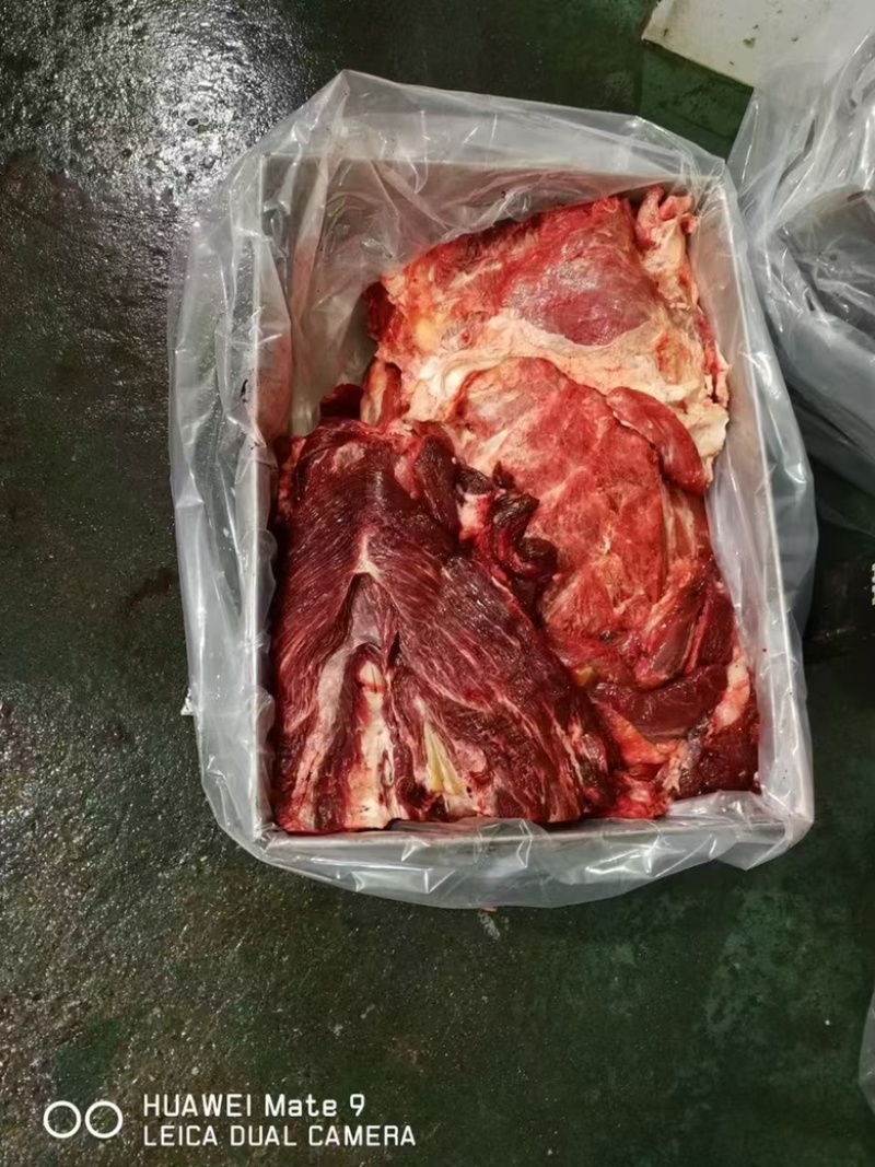国产牛前/鲁西黄牛厂家屠宰分割一手货源