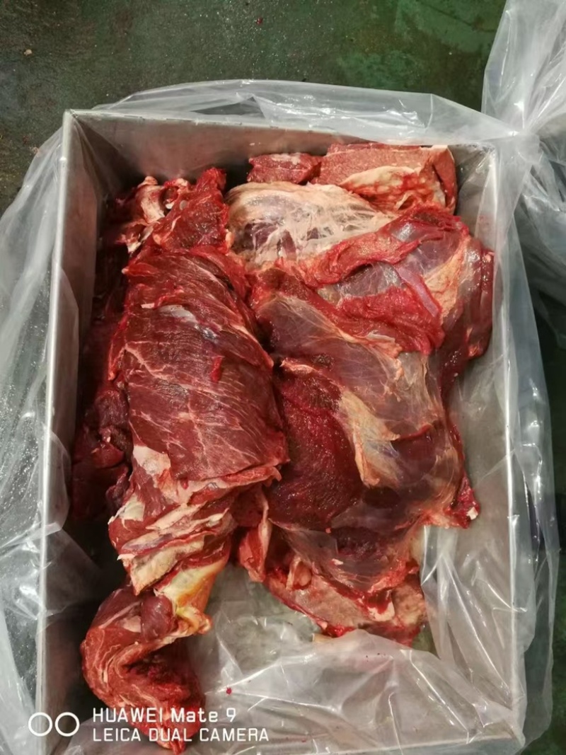 国产牛前/鲁西黄牛厂家屠宰分割一手货源