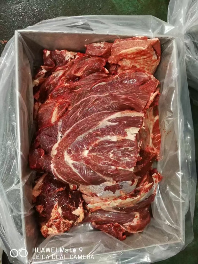 国产牛前/鲁西黄牛厂家屠宰分割一手货源