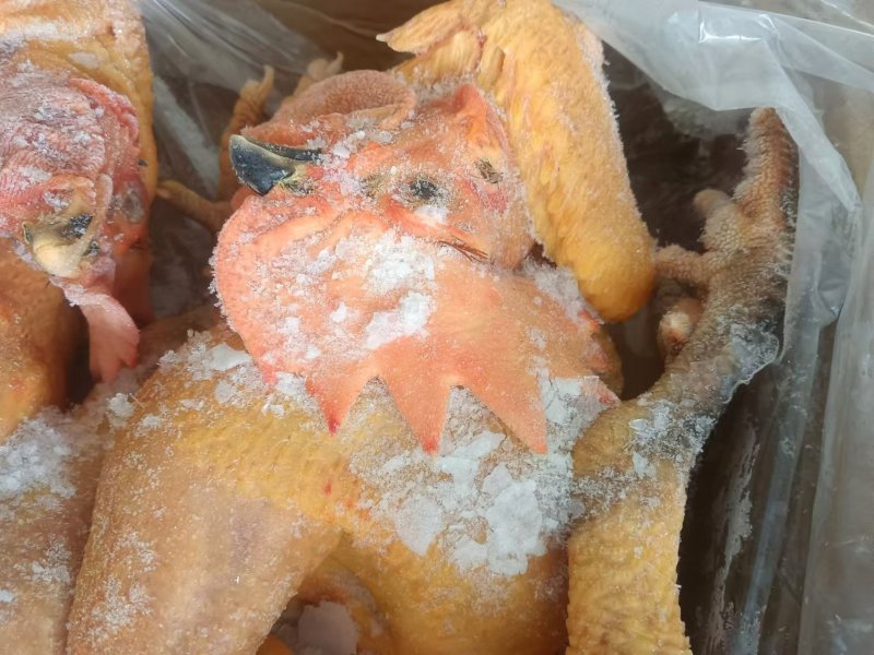 大冠公鸡