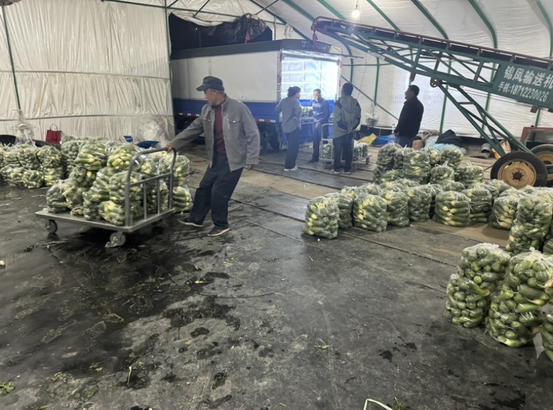 青皮青肉三青水果萝卜，口感甘甜微辣，安徽淮南萝卜基地
