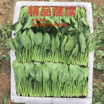 菠菜山东惠民万亩优质菠菜种植基地保质保量！