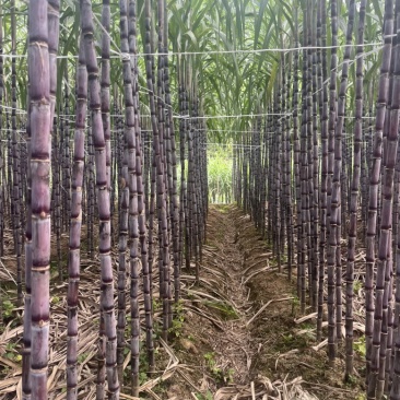 贵州紫皮甘蔗大量上市欢迎各个市场电商社区团购前来订购