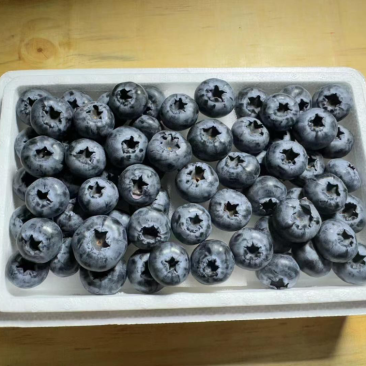 云南新新蓝莓🫐