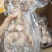 袋筋牛蹄真空包装火烧毛牛脚去骨牛蹄50斤装20斤装都有