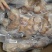袋筋牛蹄真空包装火烧毛牛脚去骨牛蹄50斤装20斤装都有