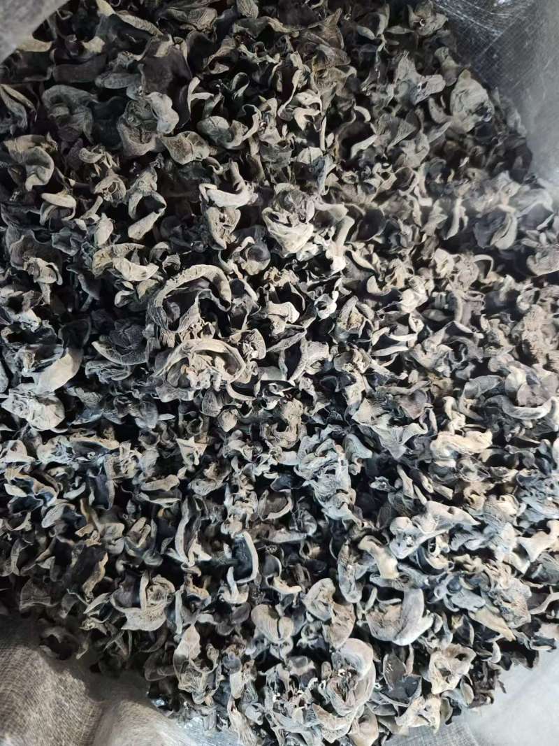 黑木耳