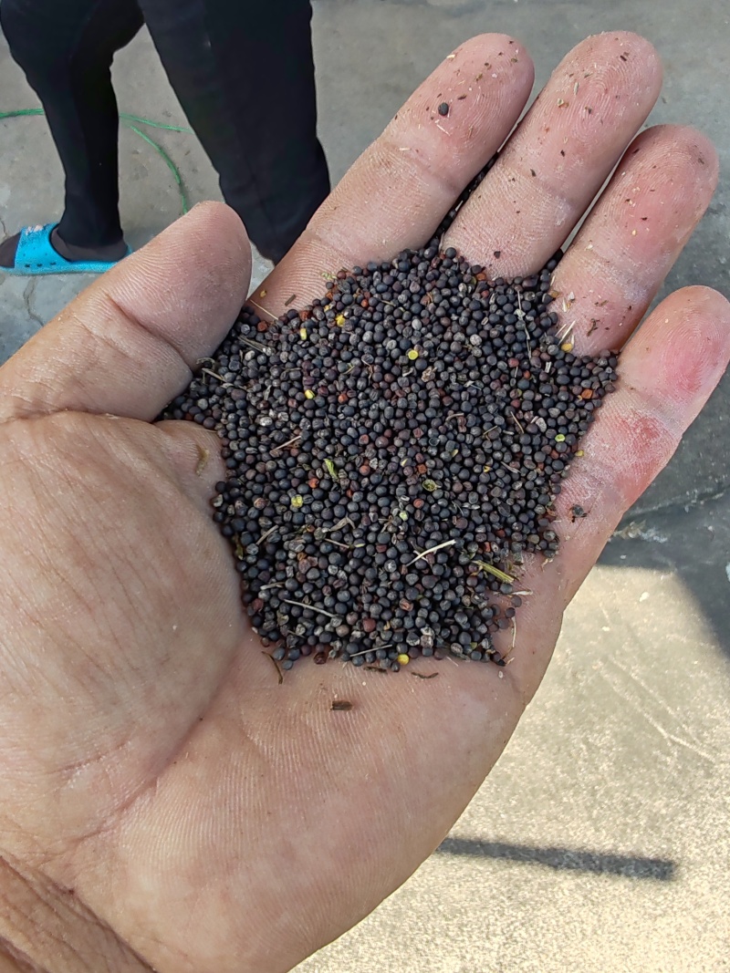 油菜籽